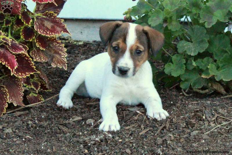 Miniature Jack Russell Puppies For Sale Shop Miniature Jack - Main Image