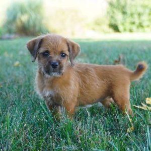 Jack-A-Poo Puppies For Sale - Greenfield Puppies