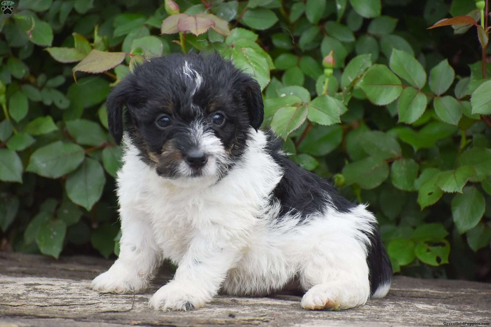 Jack-A-Poo Puppies For Sale - Greenfield Puppies