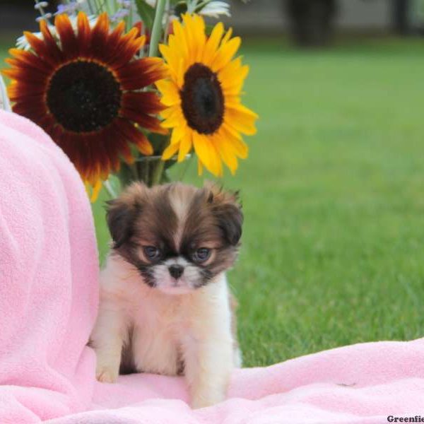 Japanese Chin Puppy