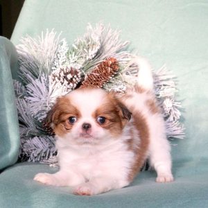 Japanese Chin