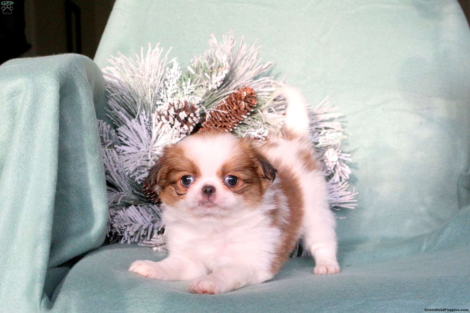Japanese Chin Puppy Brown