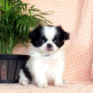 Japanese Chin