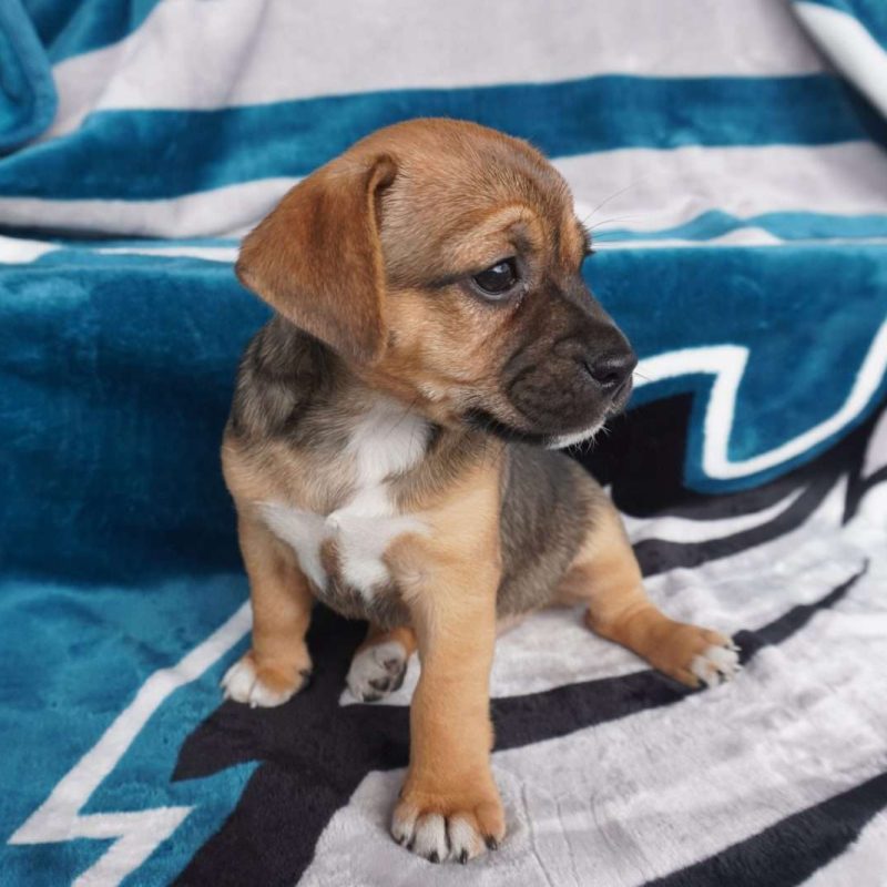 Jug Puppies For Sale Greenfield Puppies