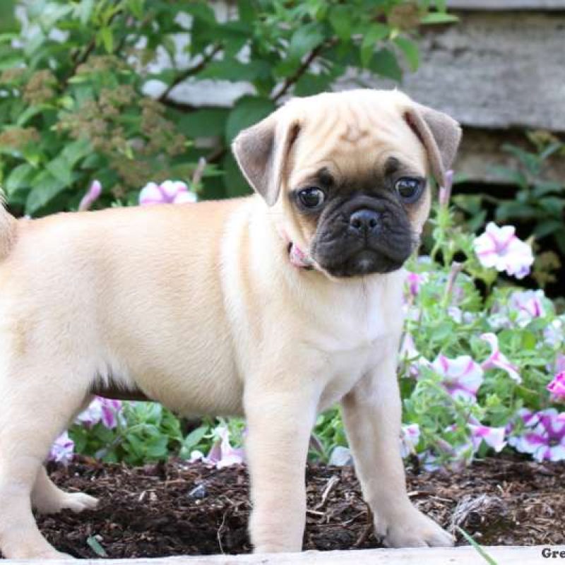 Jug Puppies For Sale Greenfield Puppies