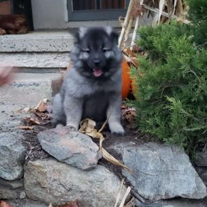 Keeshond