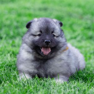 Keeshond