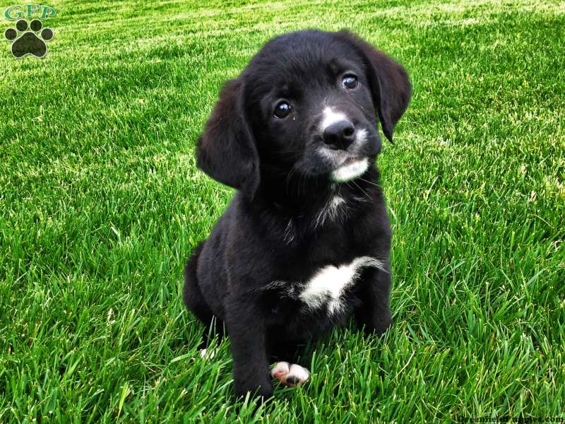 Labernese Puppies For Sale - Greenfield Puppies