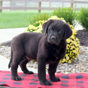 Labernese