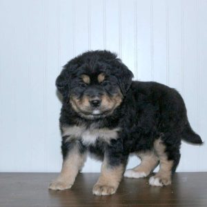 Labernese
