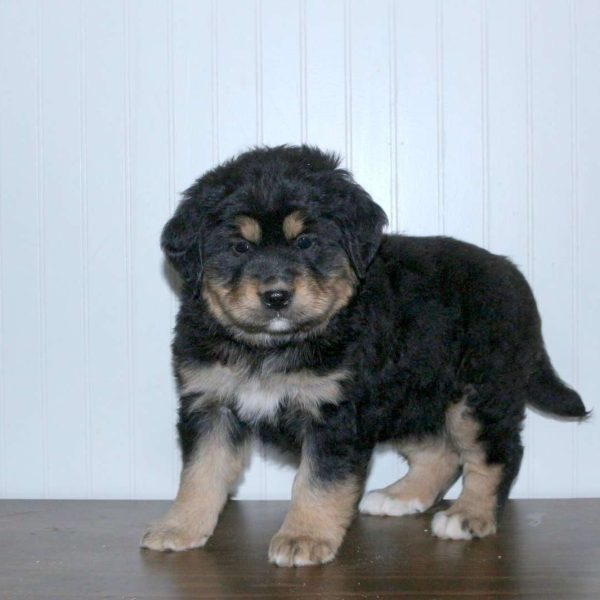Labernese