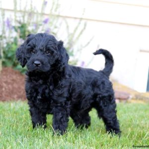 Labradoodle