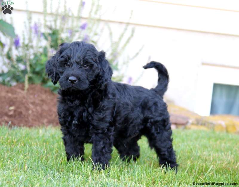 Labradoodle wirehaired best sale