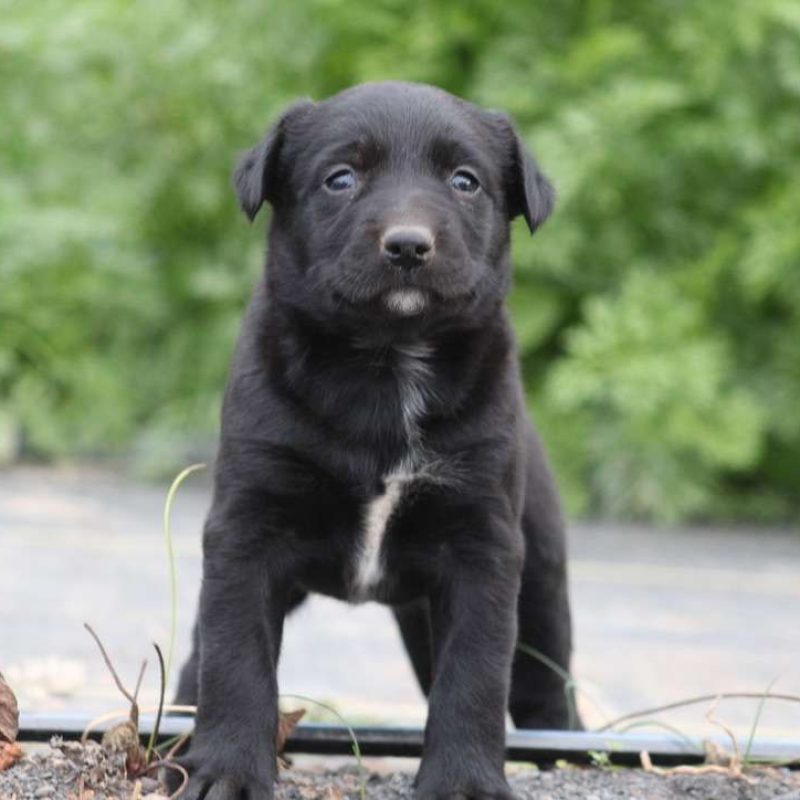 Labrador Mix Puppies For Sale | Greenfield Puppies