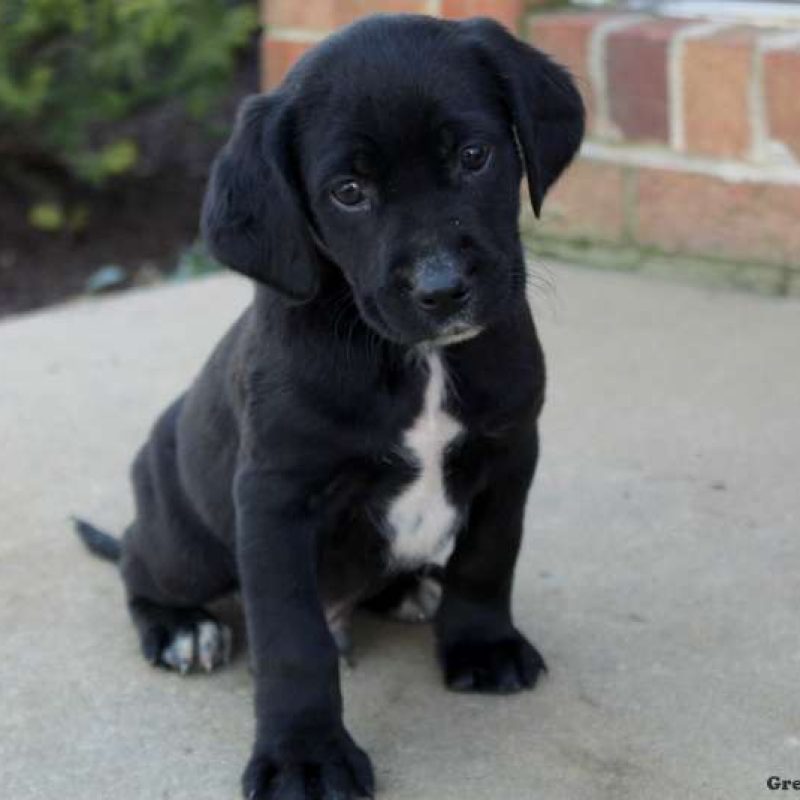 Labrador Mix Puppies For Sale | Greenfield Puppies