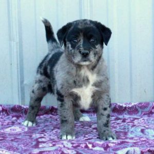 Labrador Mix