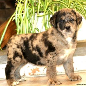 Labrador Mix