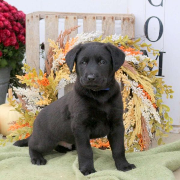 Labrador Mix