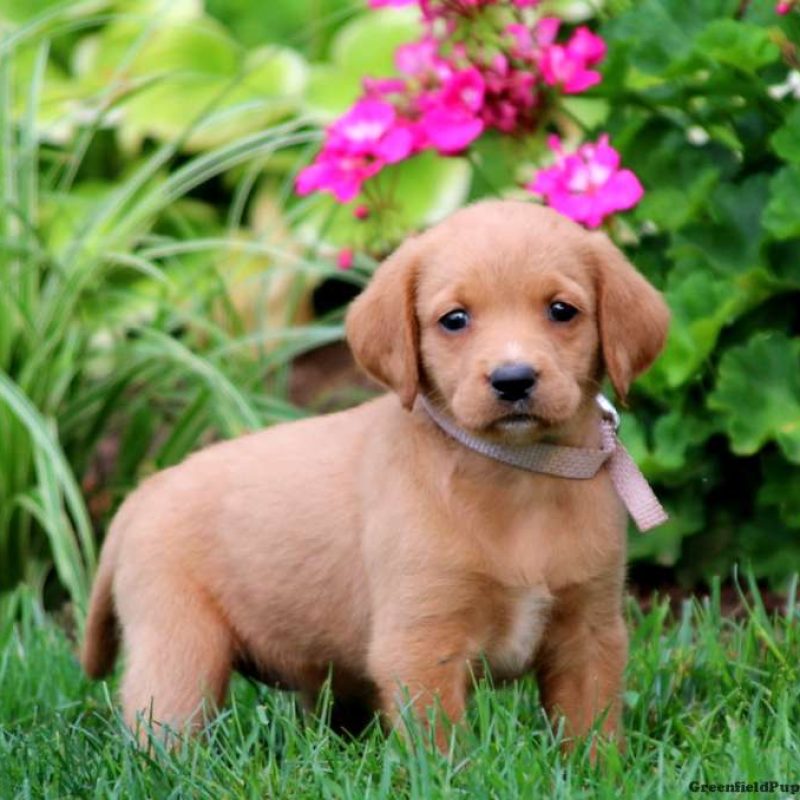 Labrador Mix Puppies For Sale Greenfield Puppies