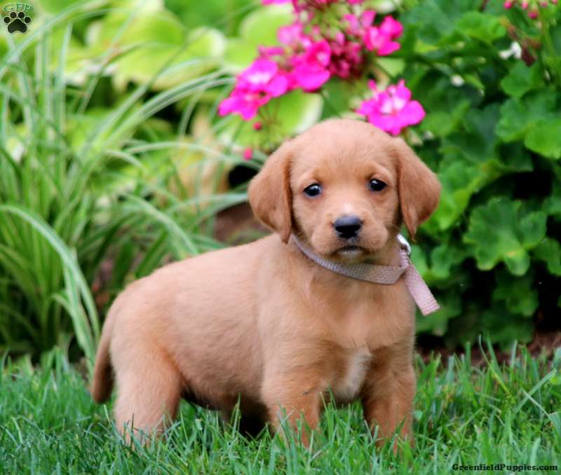labrador and poodle mix puppies