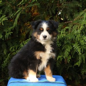 Australian Shepherd-Miniature