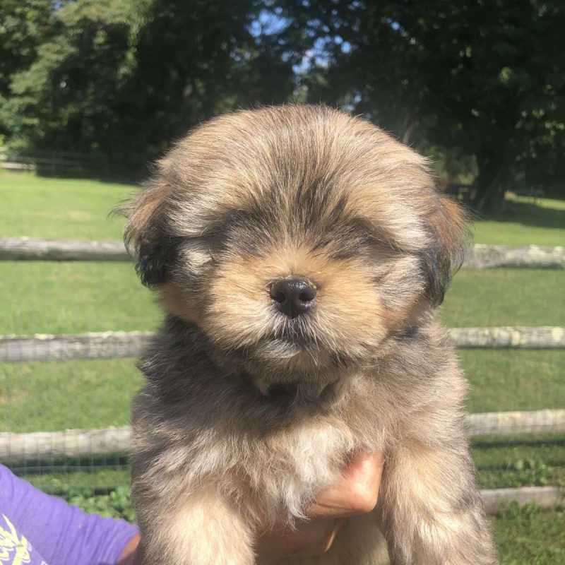 Lhasa Apso Mix Puppies For Sale | Greenfield Puppies