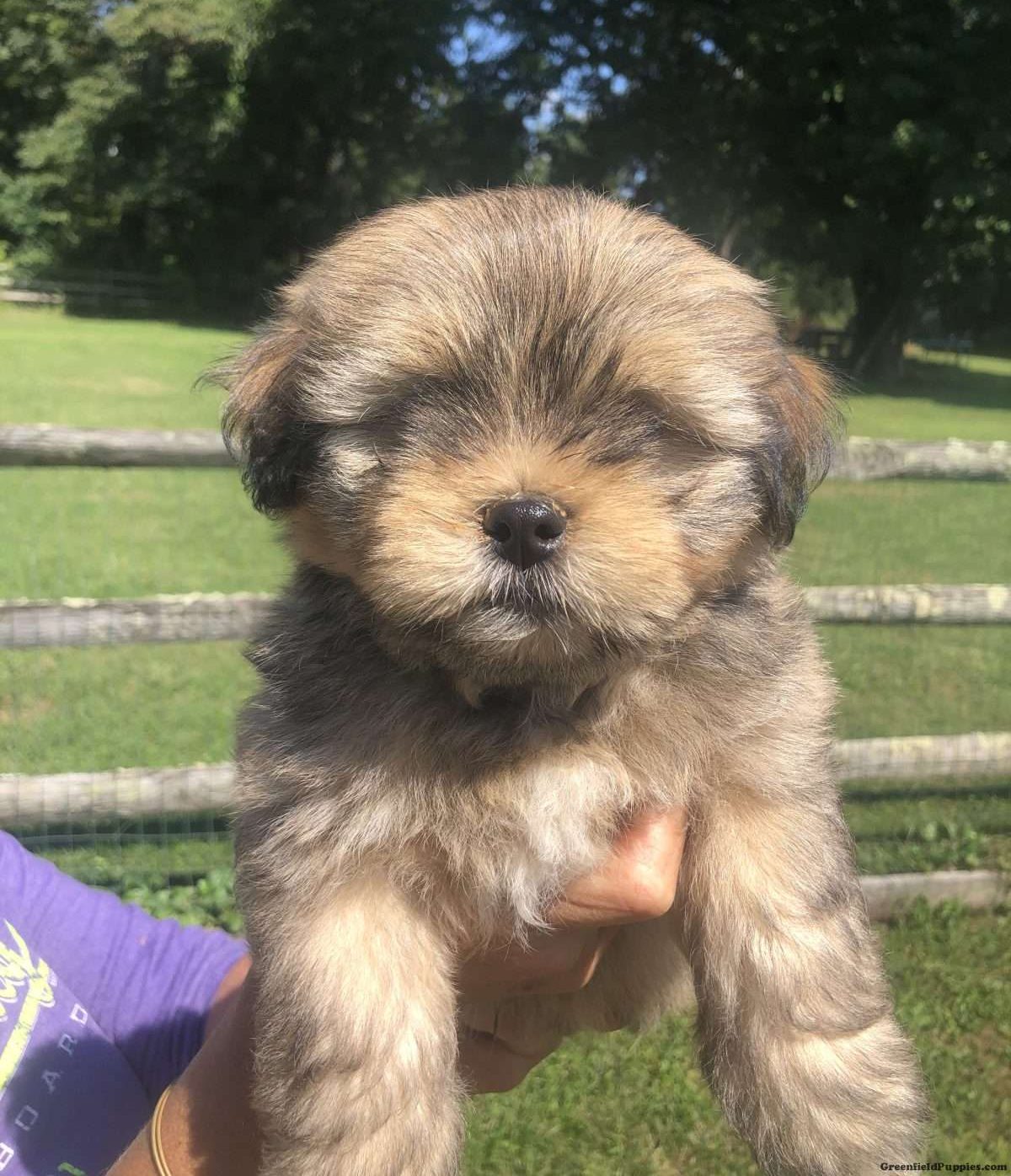 udvikling af kanal Calamity Lhasa Apso Mix Puppies For Sale | Greenfield Puppies