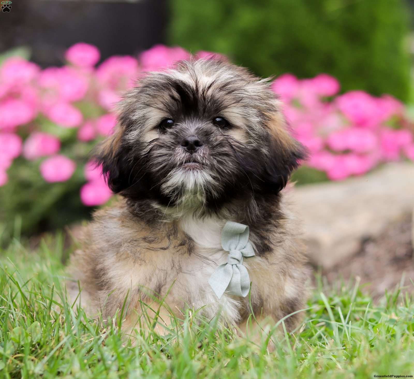 Hava apso fashion puppies