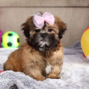 Lhasa Apso