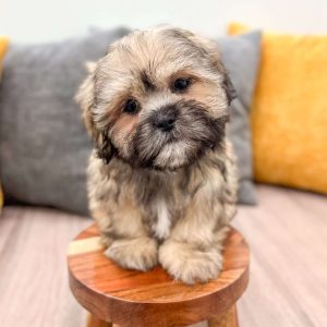 Lhasa Apso