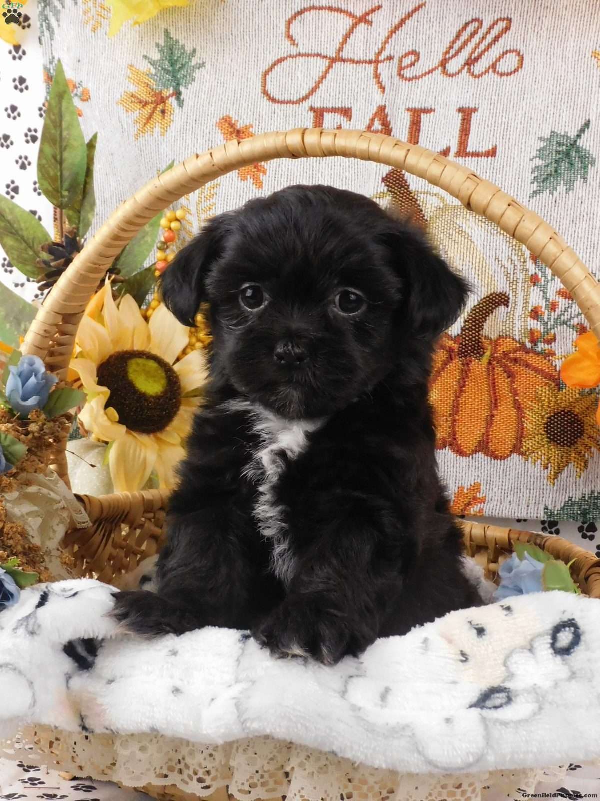 Lhasa Poo Puppies For Sale Greenfield Puppies