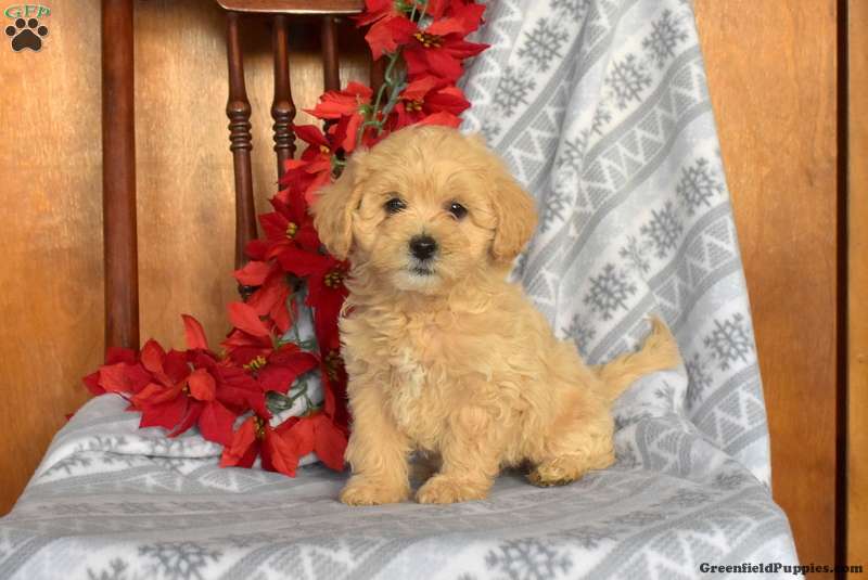 ven Stuepige væske Lhasa-Poo Puppies For Sale | Greenfield Puppies