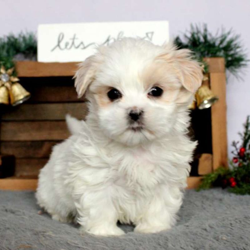 MalShi Puppies For Sale Greenfield Puppies