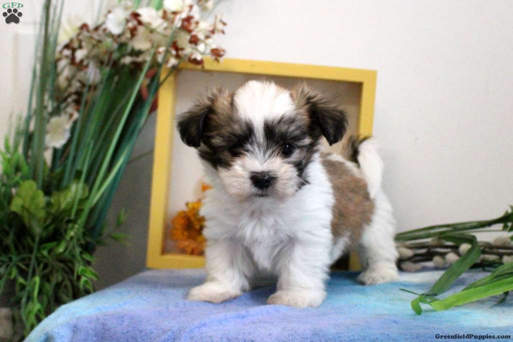 Malshi Puppies Brindle Maltese Maltese Cross Shih Tzu Brown Malshi