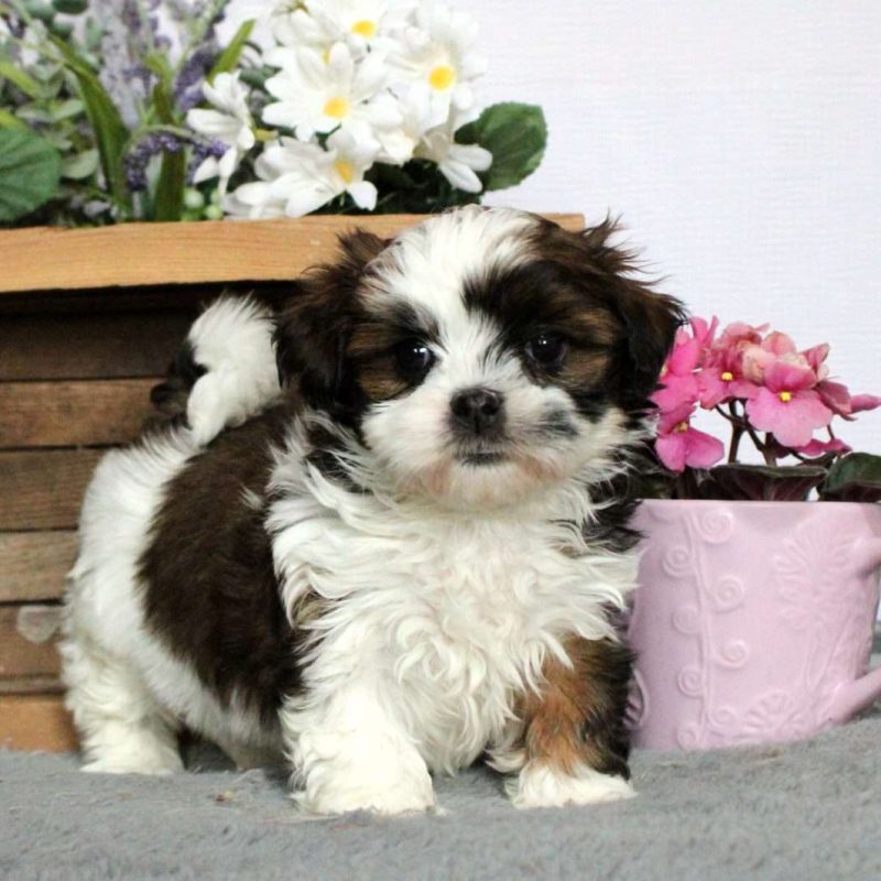 Mal Shi Puppies For Sale Greenfield Puppies