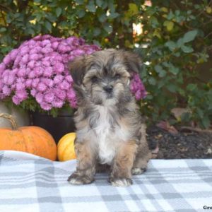 Maltese Mix