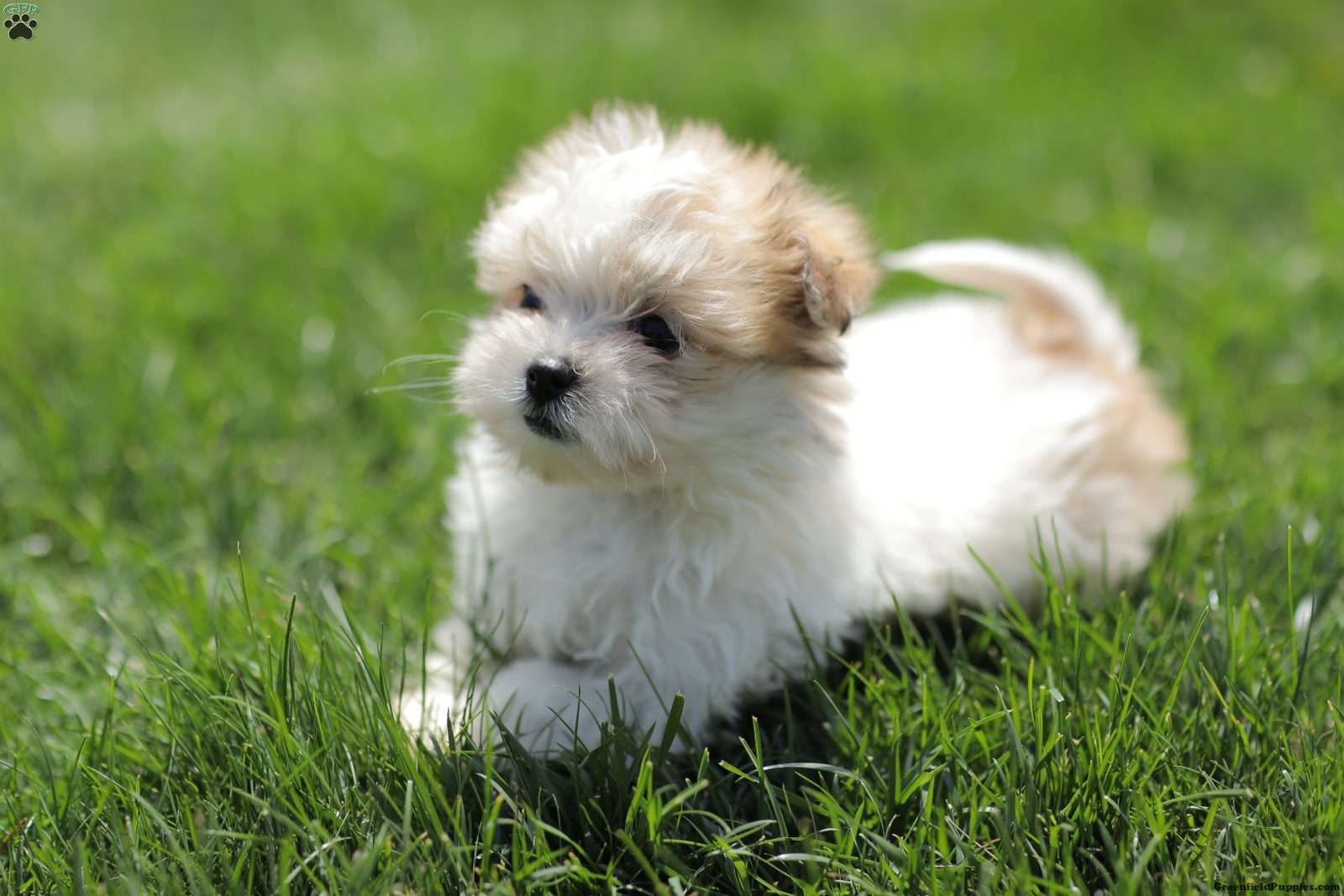Maltese Mix Puppies For Sale | Greenfield Puppies, image size:1600x1067