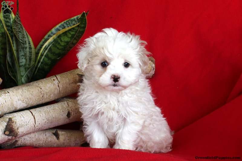 progressiv Learner Måler Maltese Mix Puppies For Sale | Greenfield Puppies