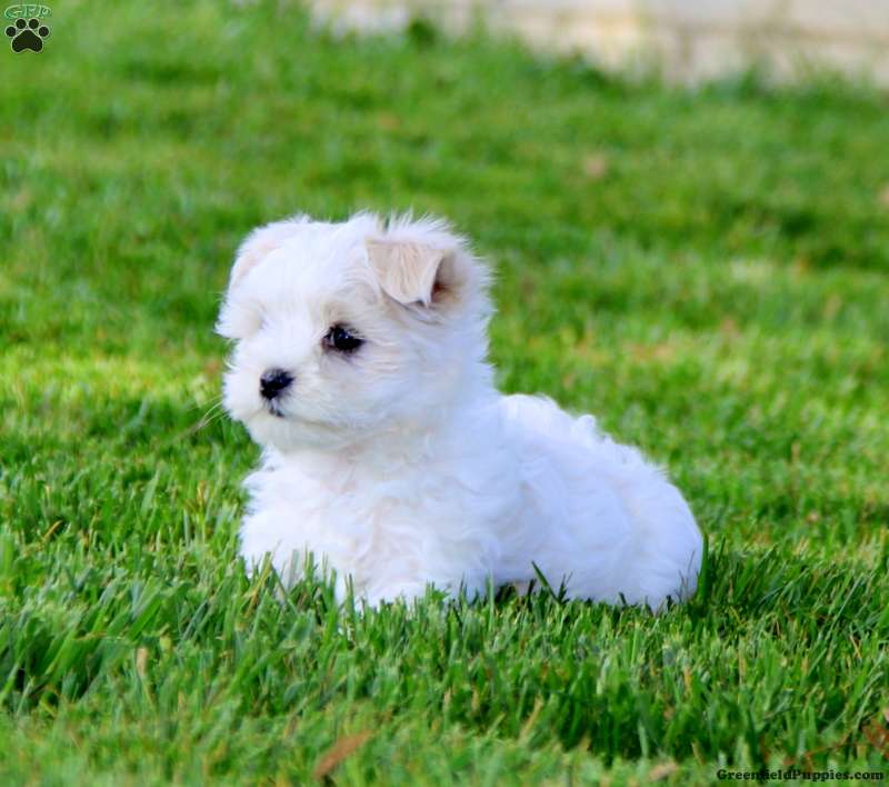 Maltese dog puppies fashion for