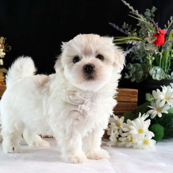 Bichon maltese toy best sale