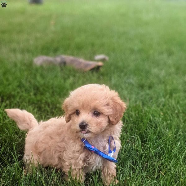 Buy maltipoo near me best sale