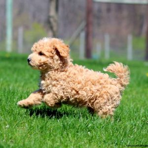 Maltipoo