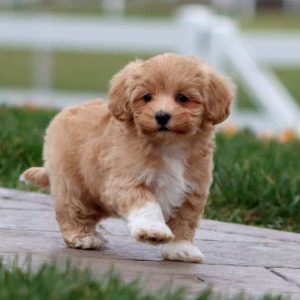 Maltipoo