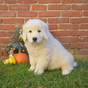 Maremma Sheepdog