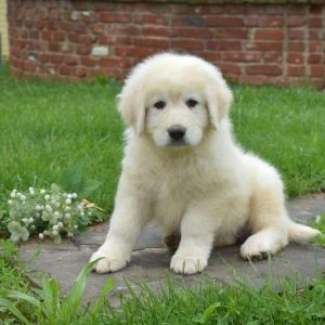Maremma Sheepdog