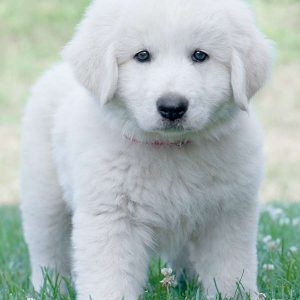 Maremma Sheepdog