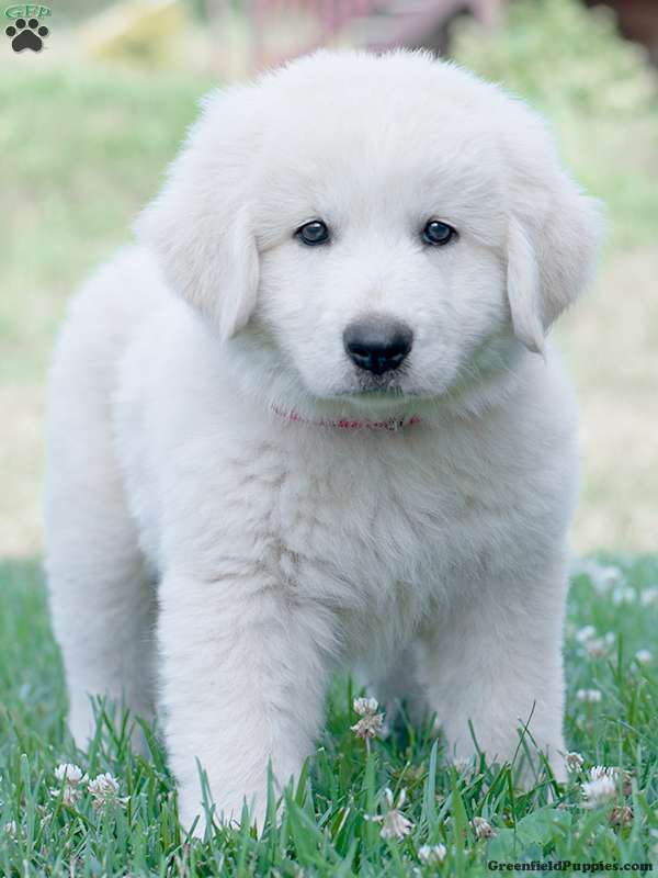 Maremma sheepdog fashion livestock