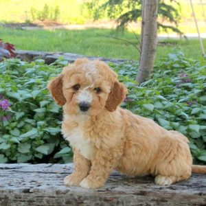 Aussiedoodle – Miniature