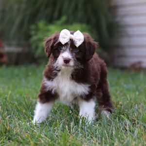 Aussiedoodle – Miniature