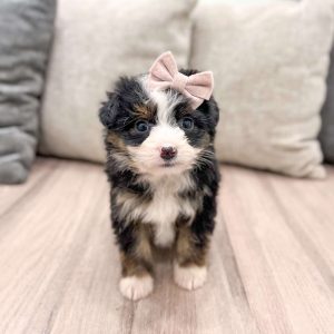 Aussiedoodle – Miniature